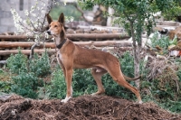 Picture of Podenco Canario aka Canary Islands Hound, Canary Island Warren Hound, Canarian Warren Hound. Side view.