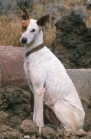 Picture of Podenco Canario aka Canary Islands Hound, Canary Island Warren Hound, Canarian Warren Hound.