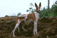 Picture of Podenco Canario aka Canary Islands Hound, Canary Island Warren Hound, Canarian Warren Hound.