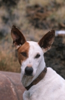 Picture of Podenco Canario, Canary Islands Hound, Canary Island Warren Hound, Canarian Warren Hound. Portrait