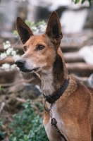 Picture of Podenco Canario, Canary Islands Hound, Canary Island Warren Hound, Canarian Warren Hound. Portrait