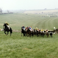 Picture of point to point at fox farm, 1981

