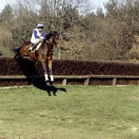Picture of point to point at tweseldown '80

