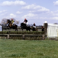 Picture of point to point, kimble