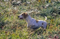 Picture of Pointer amongst high grass