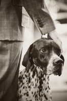 Picture of Pointer and owner at Crufts dog show 2012