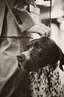 Picture of Pointer and owner at Crufts dog show 2012