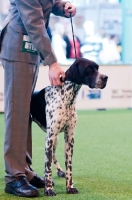 Picture of Pointer and owner at Crufts dog show 2012