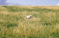 Picture of Pointer at work