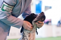 Picture of Pointer being shown at Crufts 2012 in YKC handling.