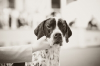 Picture of Pointer being shown at Crufts 2012 in YKC handling.