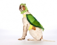 Picture of Pointer dressed up as a turtle