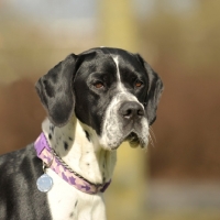 Picture of Pointer head study