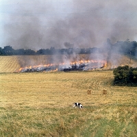 Picture of pointer in burning field