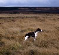 Picture of pointer in countryside