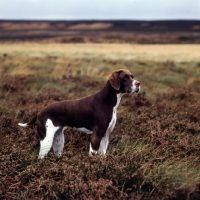 Picture of pointer in field