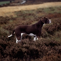 Picture of pointer in heather