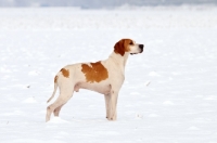 Picture of pointer in snowy field