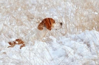 Picture of Pointer looking out