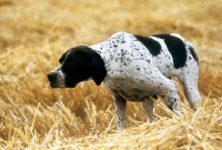 Picture of pointer on point in a stubble field