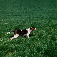 Picture of pointer on point in grass