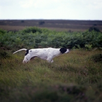 Picture of pointer on point in moorland