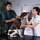 Picture of pointer on vet's table receiving inoculation from vet, neil forbes,
