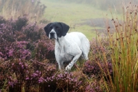 Picture of pointer pointing in misty heather