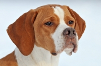 Picture of Pointer portrait