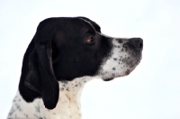 Picture of Pointer profile