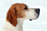 Picture of Pointer profile