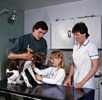 Picture of pointer puppy at vet after having injection from vet, neil forbes,