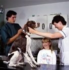 Picture of pointer puppy at vet to receive inoculation from vet, neil forbes,