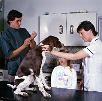 Picture of pointer puppy having inoculation at the vet's with vet, neil forbes,