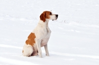 Picture of Pointer sitting in snow