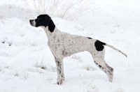 Picture of Pointer standing in snow
