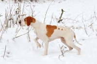 Picture of Pointer walking in snow