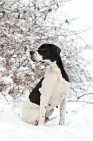 Picture of Pointer