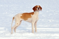 Picture of Pointer
