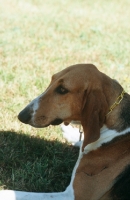 Picture of Poitevin dog, head shot.