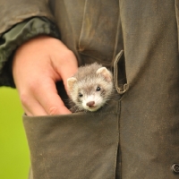 Picture of polecat marked ferret kit