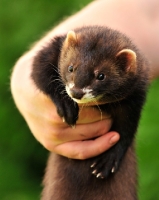 Picture of polecat