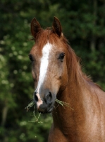 Picture of Polish Arab chewing grass