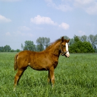 Picture of Polish Arab foal full body 