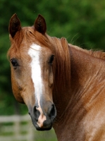 Picture of Polish Arab, head study