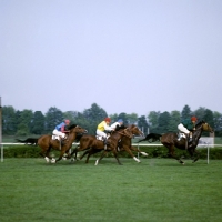 Picture of Polish Arab horses racing at Warsaw race course