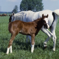 Picture of Polish Arab mare with foal