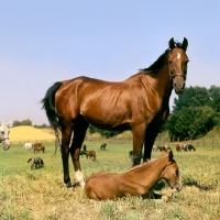 Picture of Polish Arab mare with foal