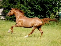 Picture of Polish Arab running