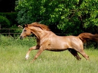 Picture of Polish Arab running